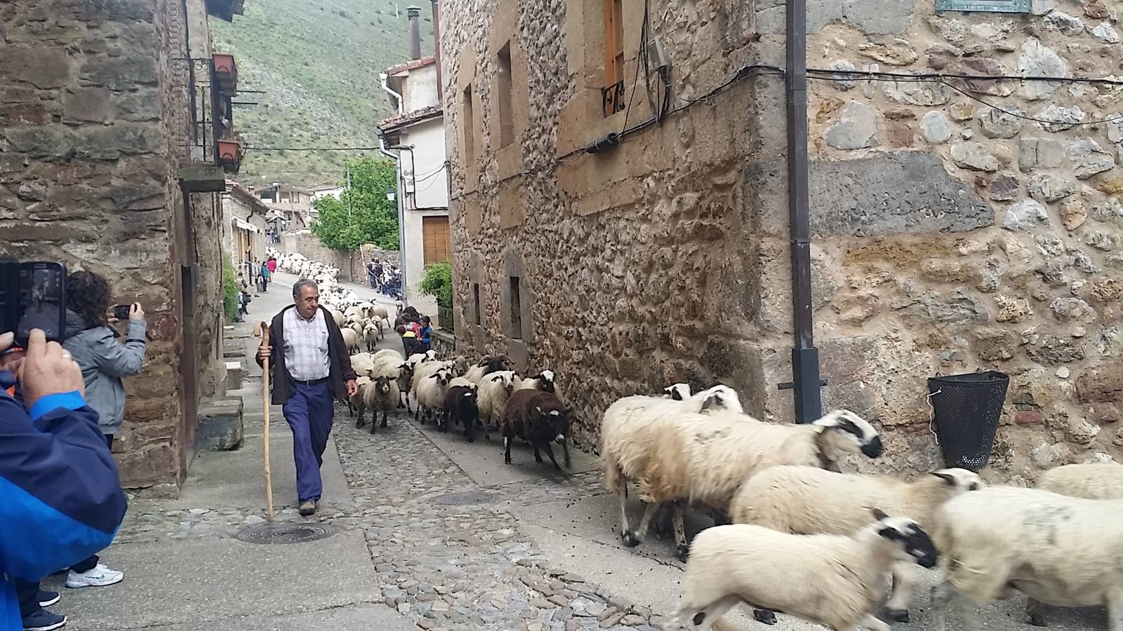 Fiesta de la Trashumancia