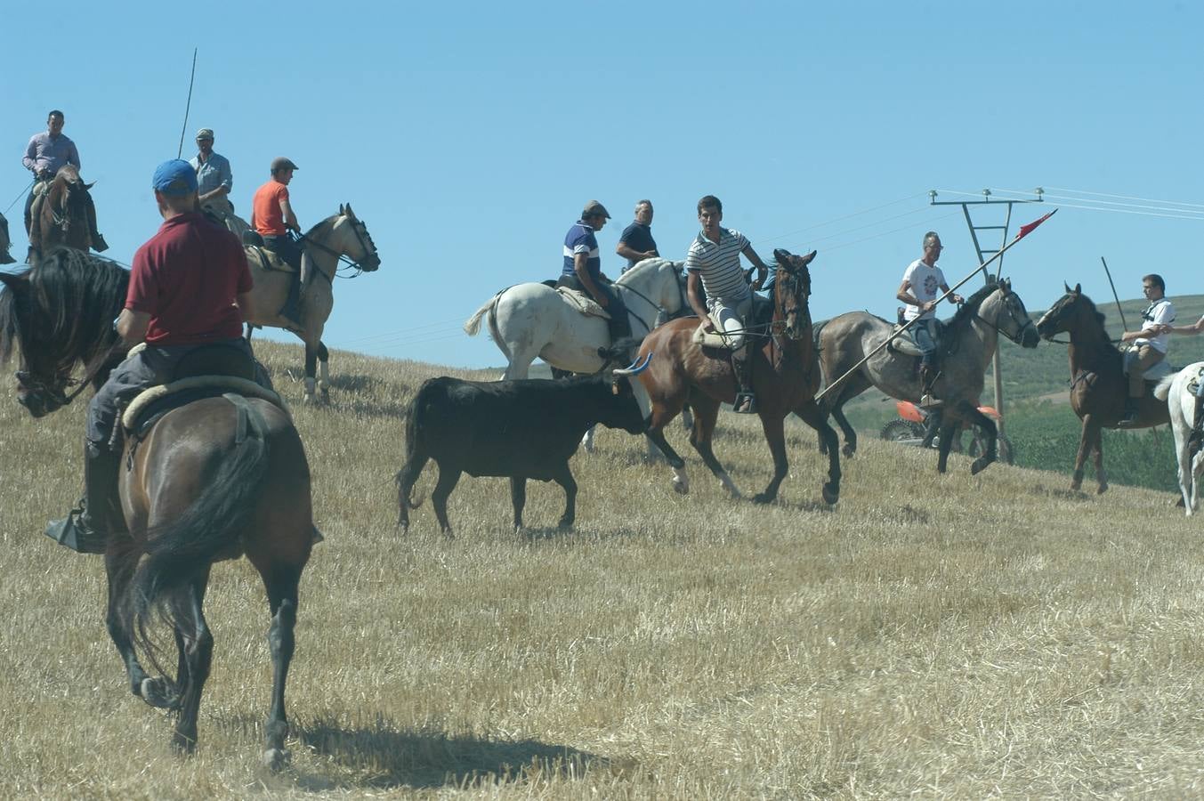 Las vacas toman Valverde (I)