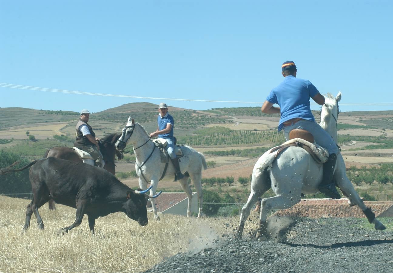 Las vacas toman Valverde (I)