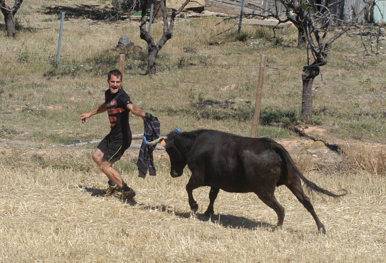 Las vacas toman Valverde (I)