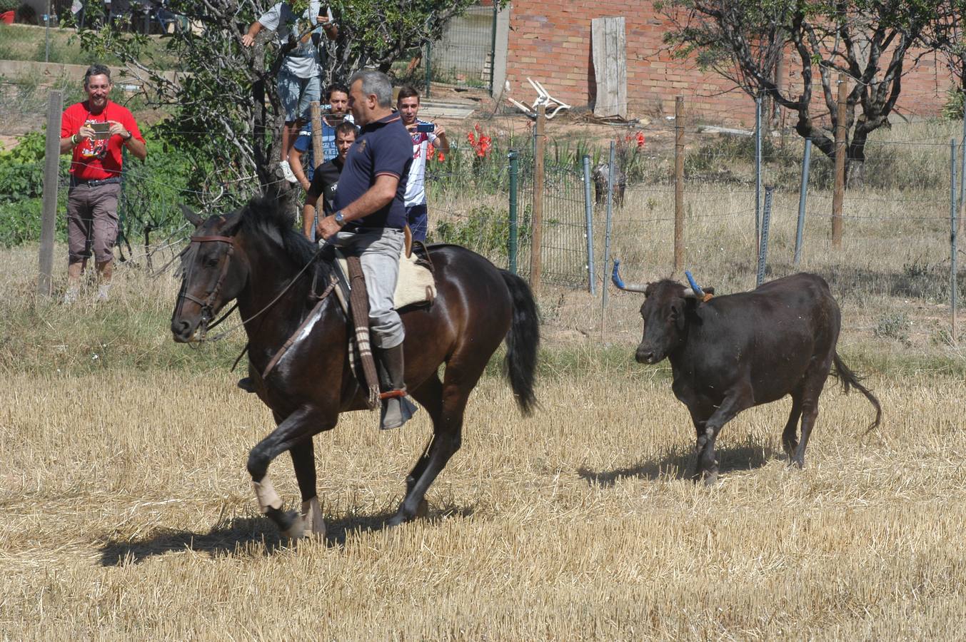 Las vacas toman Valverde (I)