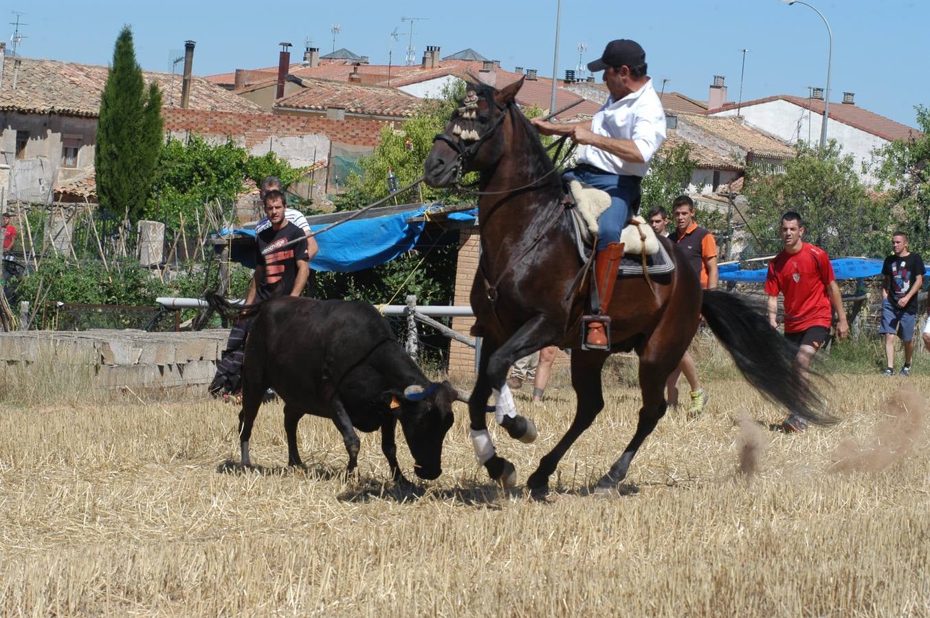 Las vacas toman Valverde (I)