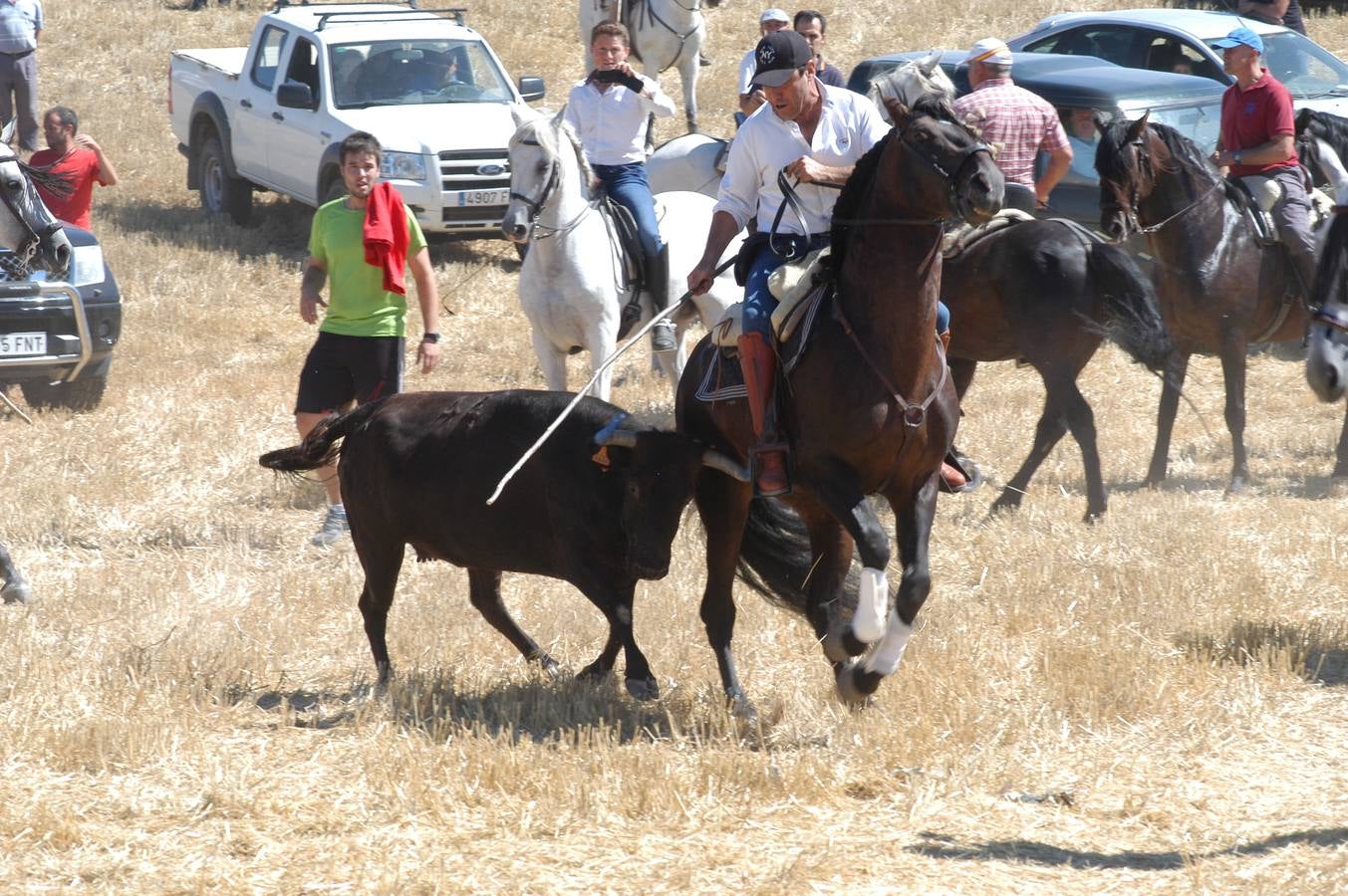 Las vacas toman Valverde (I)