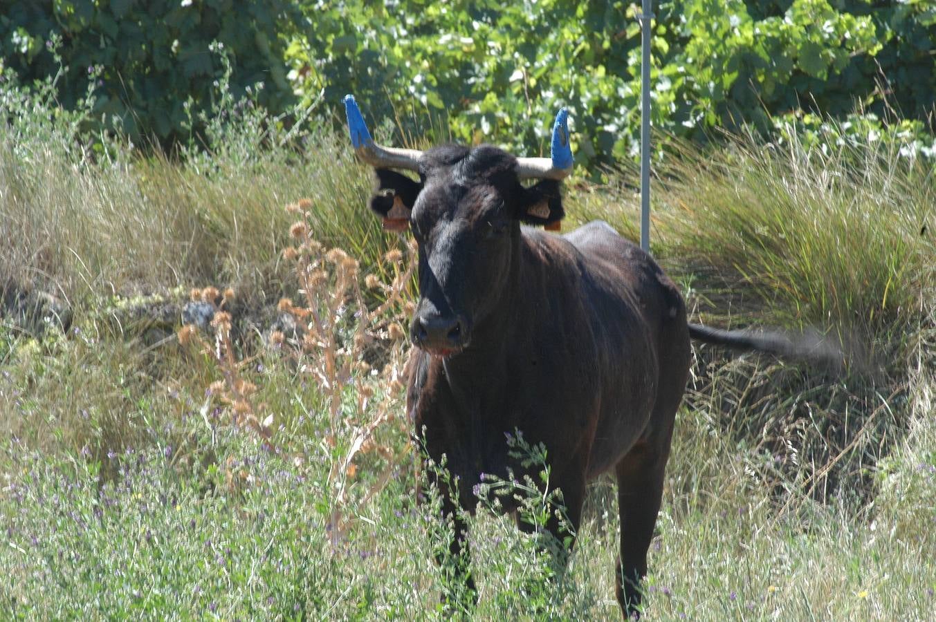 Las vacas toman Valverde (I)