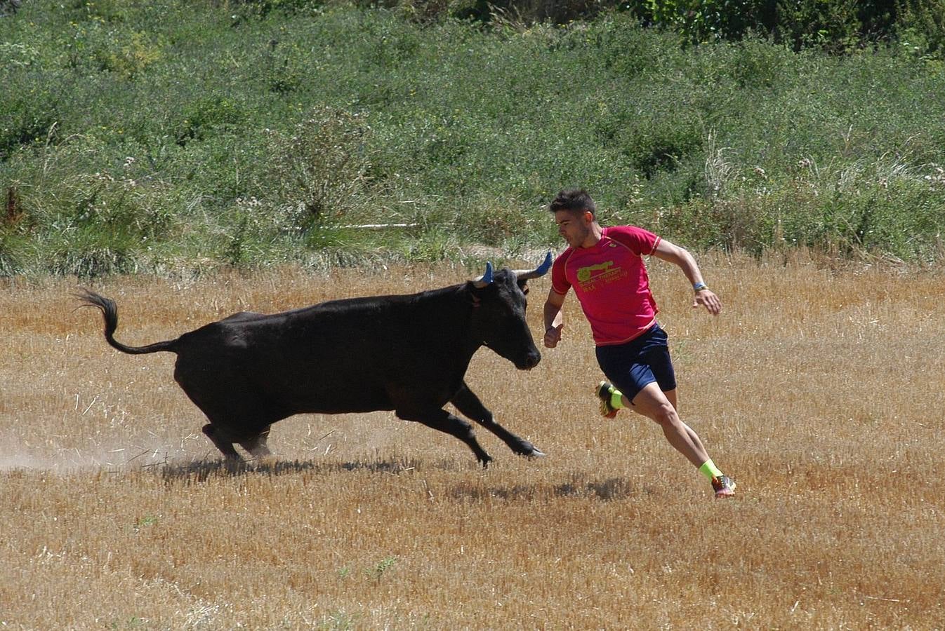 Las vacas toman Valverde (I)