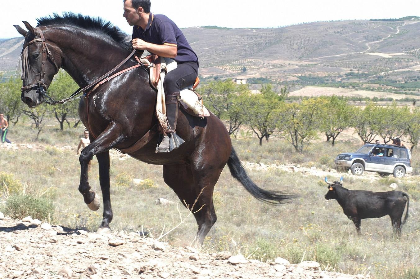 Las vacas toman Valverde (I)