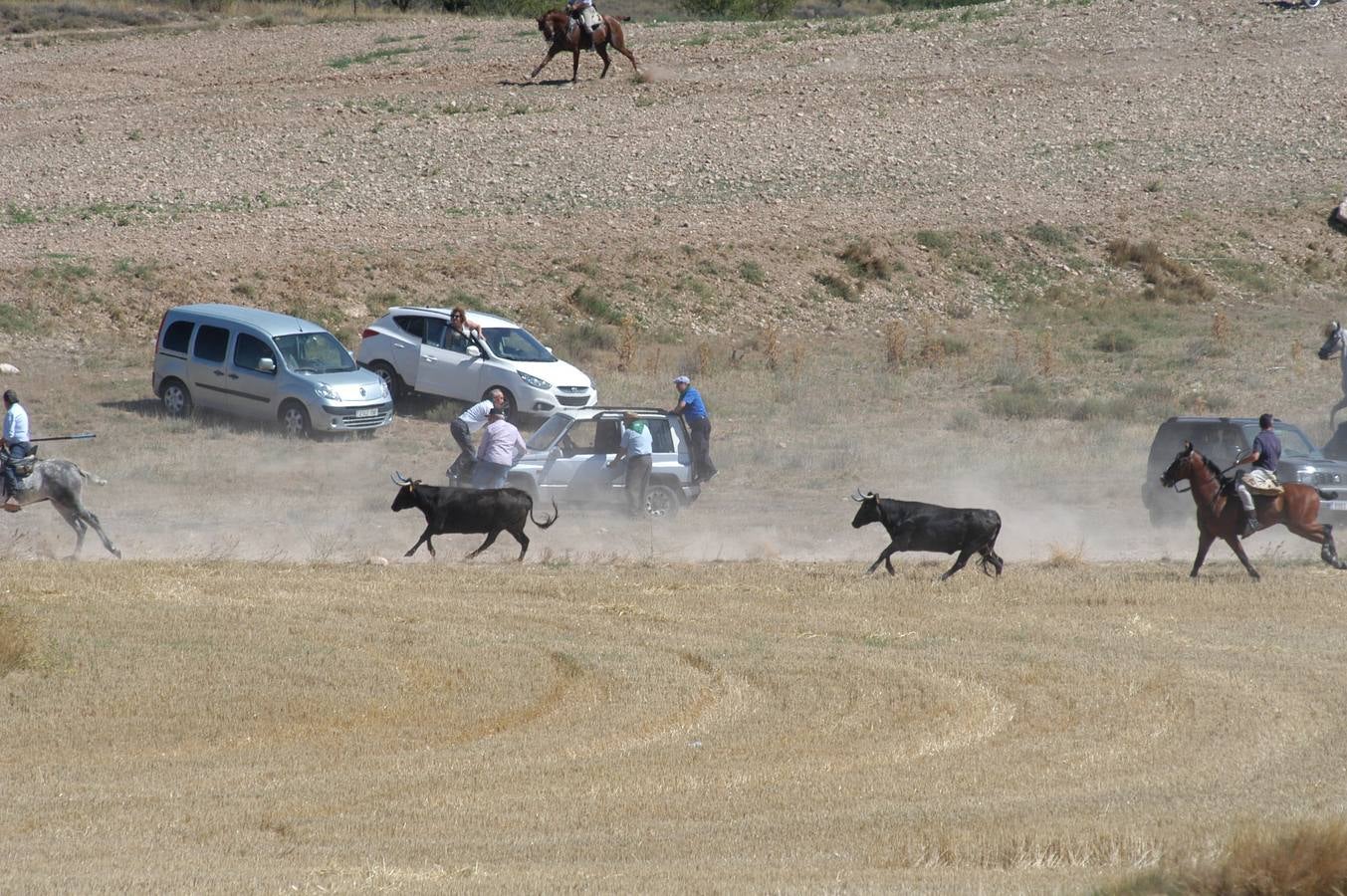 Las vacas toman Valverde (II)