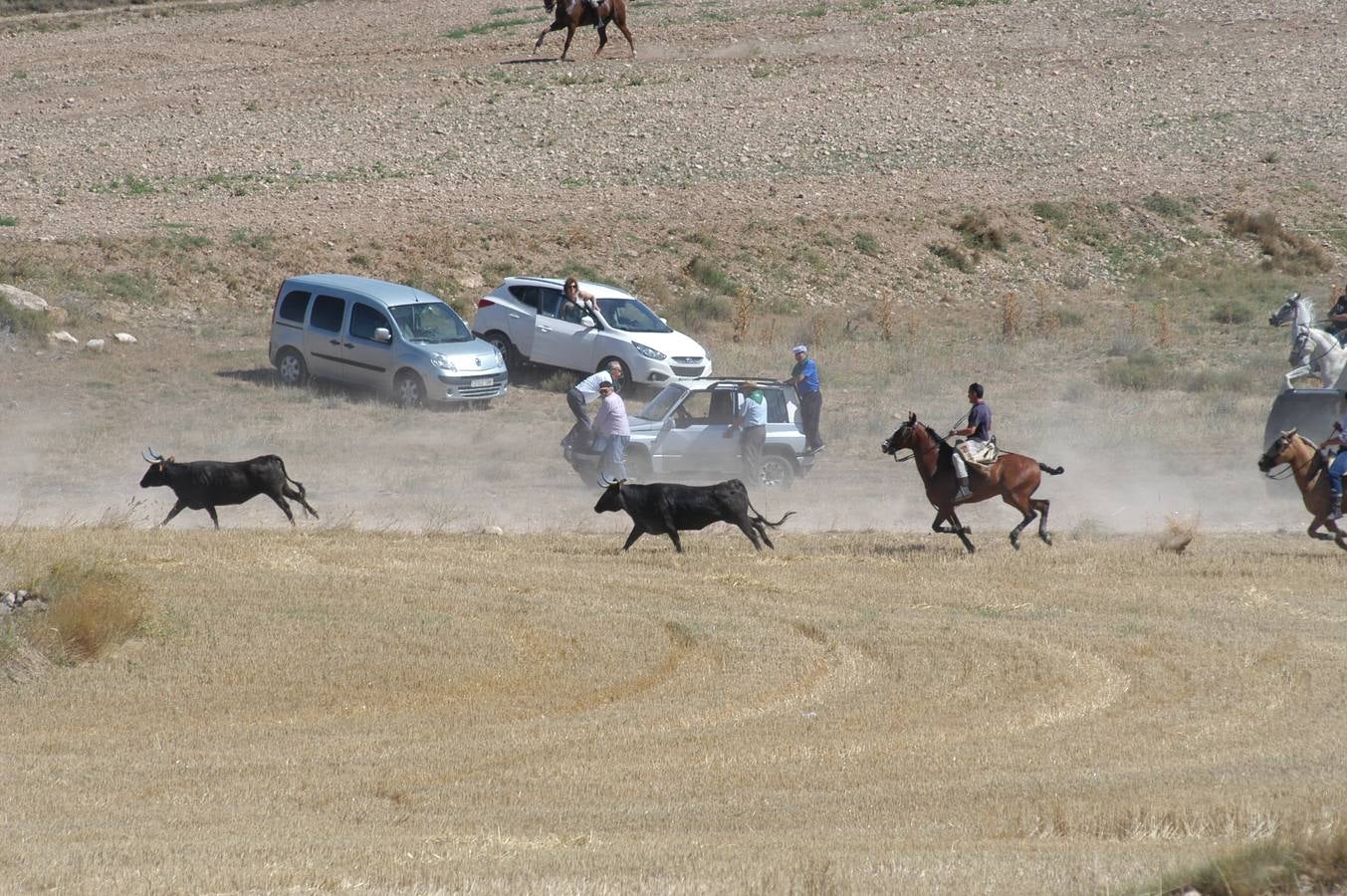 Las vacas toman Valverde (II)