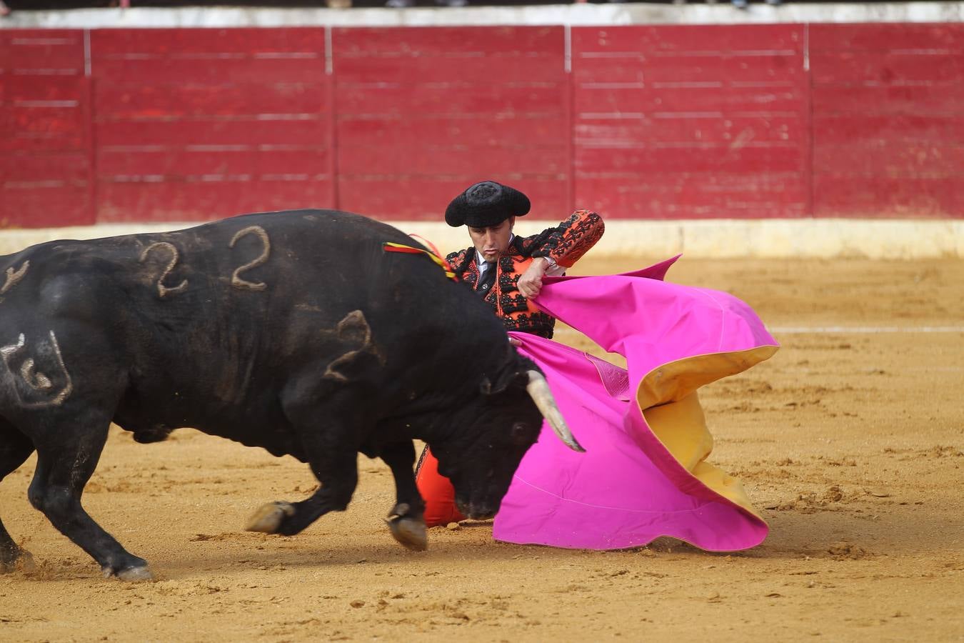 Toros en las fiestas de Calahorra