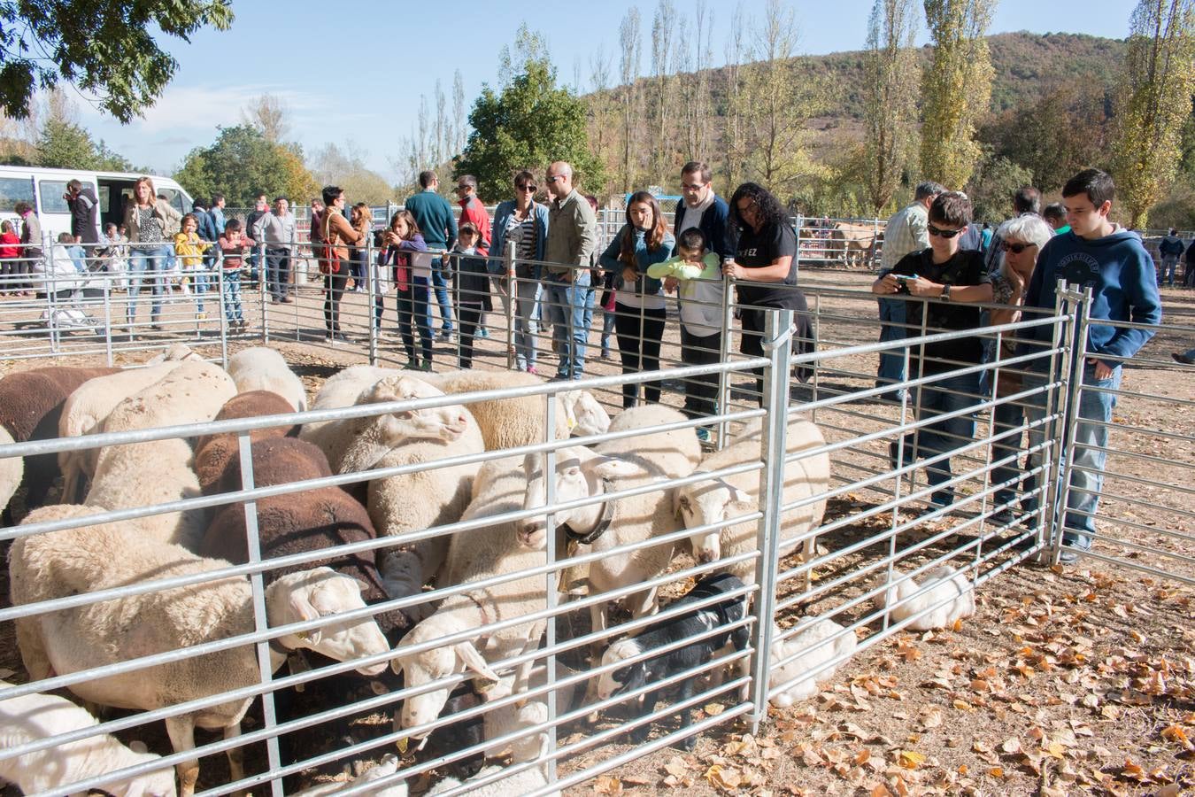 Feria de artesanía y ganadería en Ojacastro