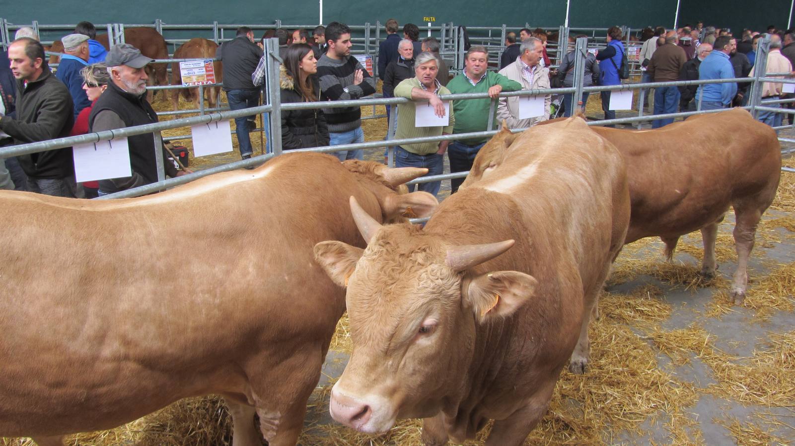 Feria de Ganado Selecto del Camero Nuevo