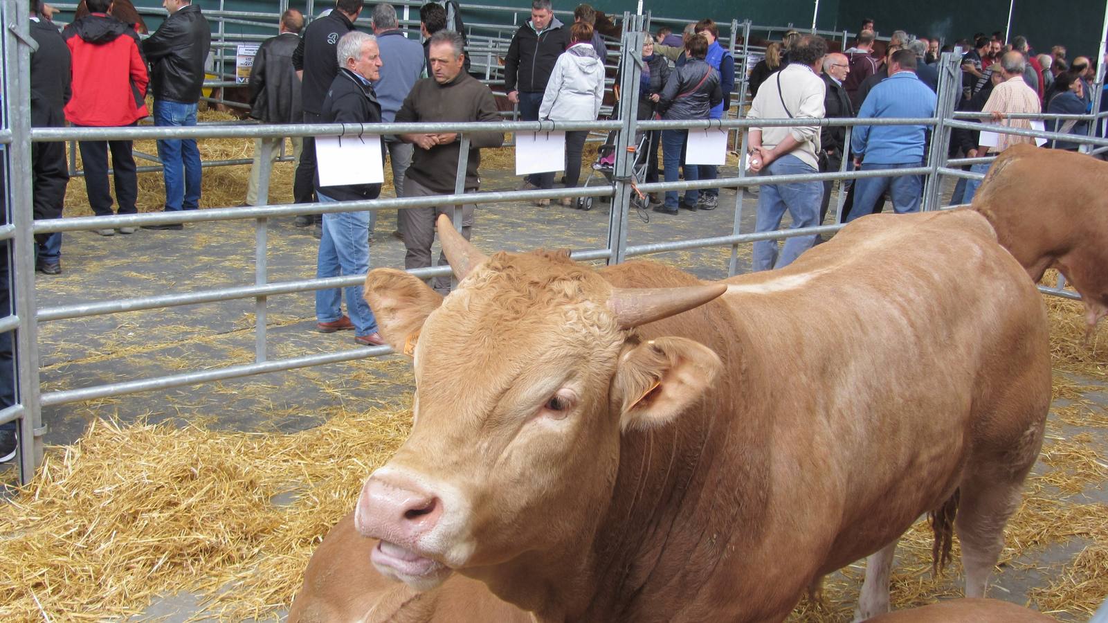 Feria de Ganado Selecto del Camero Nuevo