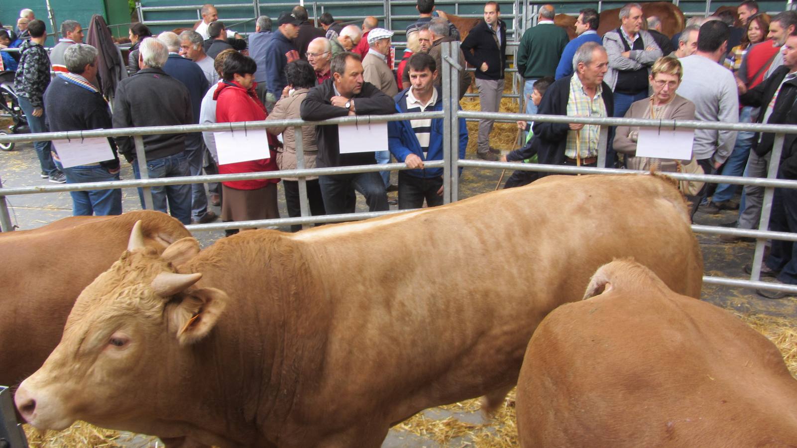 Feria de Ganado Selecto del Camero Nuevo