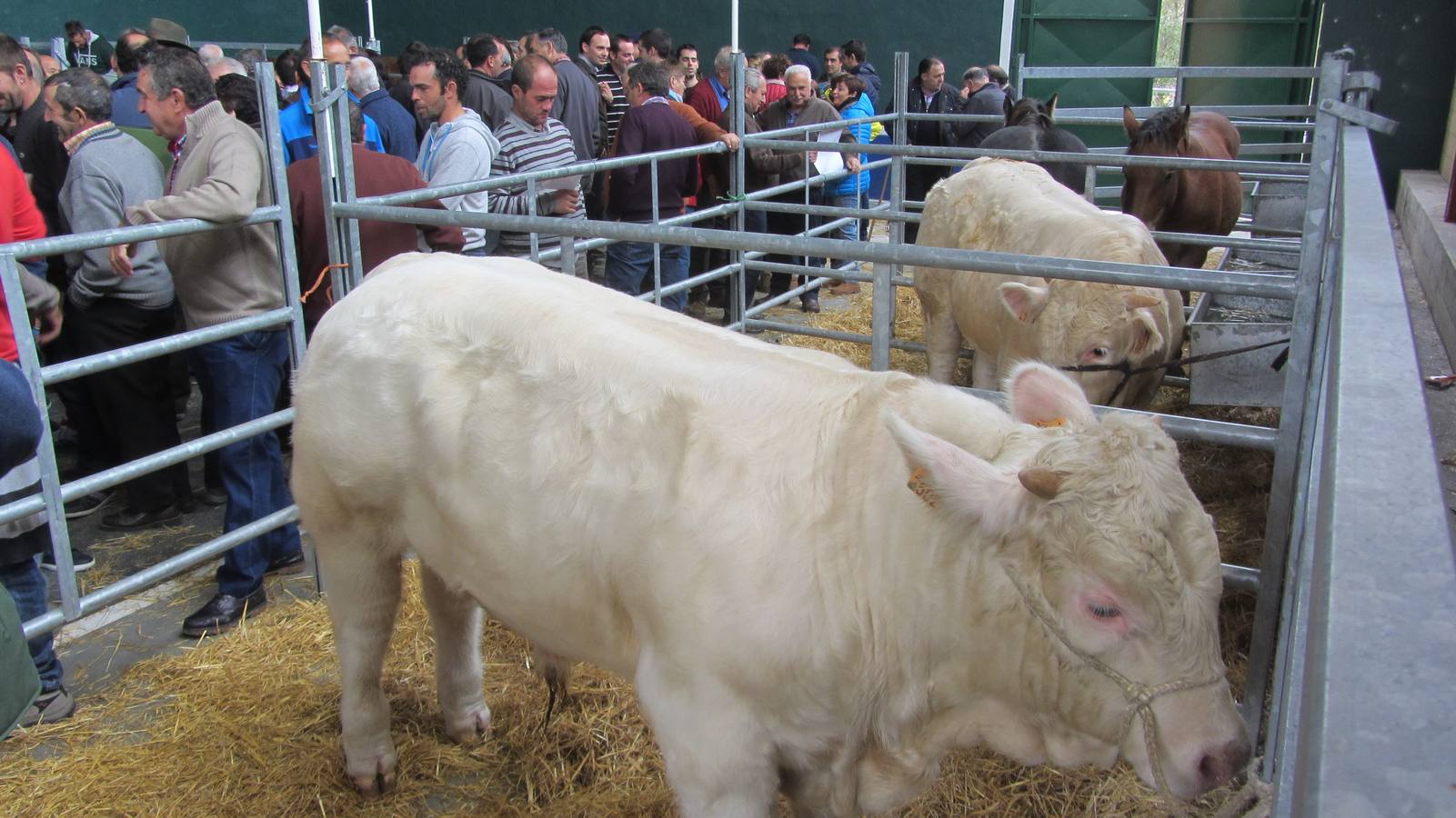 Feria de Ganado Selecto del Camero Nuevo