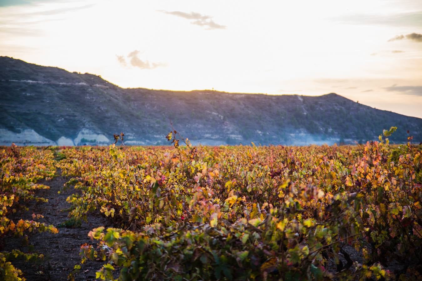 El color del otoño en los viñedos de La Rioja