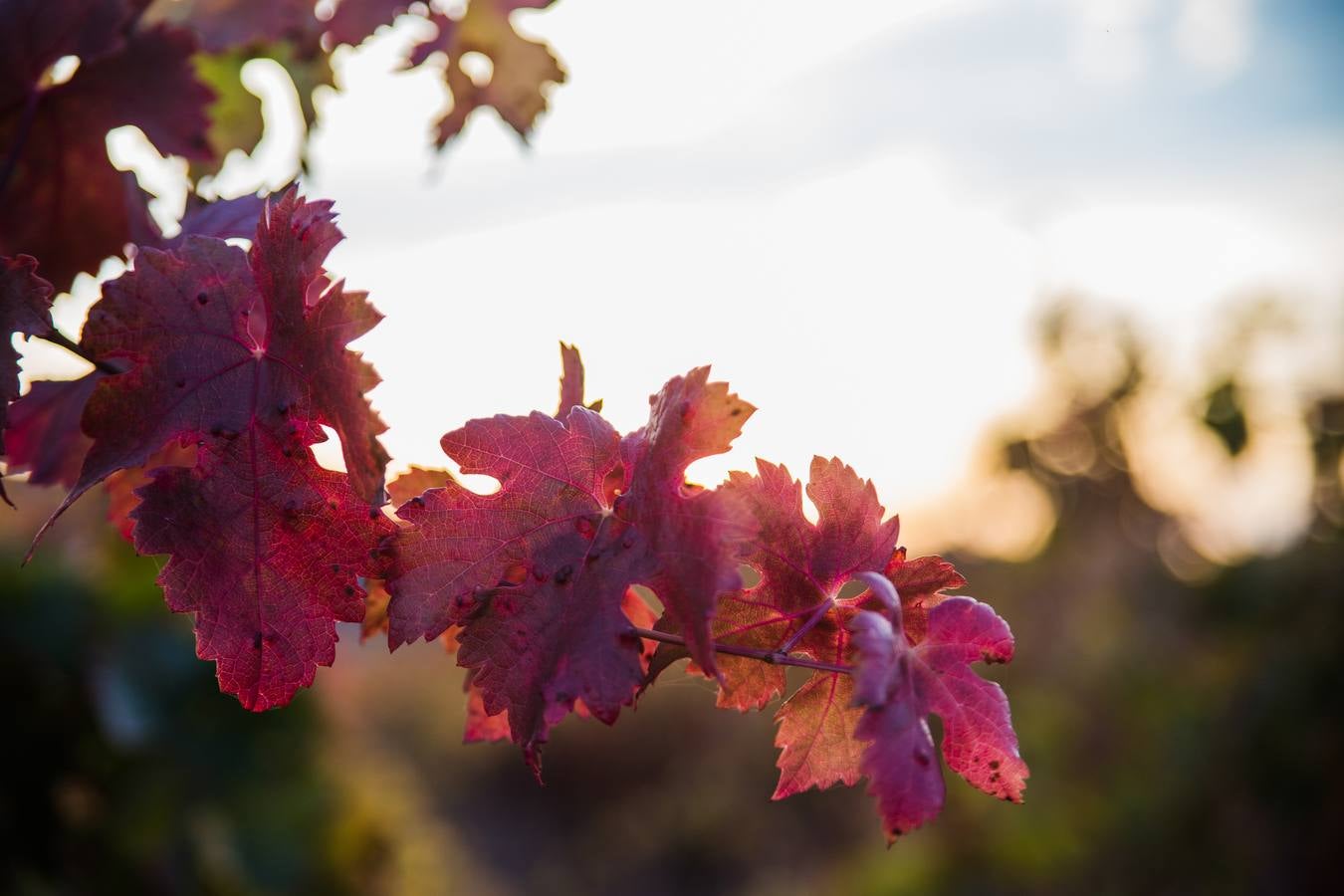 El color del otoño en los viñedos de La Rioja