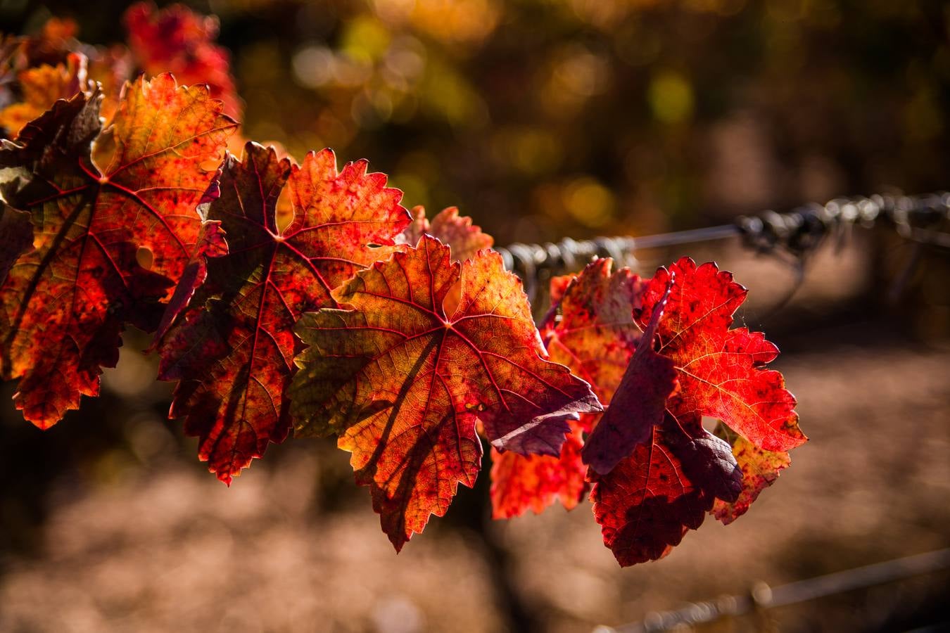 El color del otoño en los viñedos de La Rioja