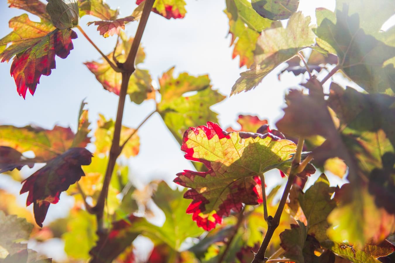El color del otoño en los viñedos de La Rioja
