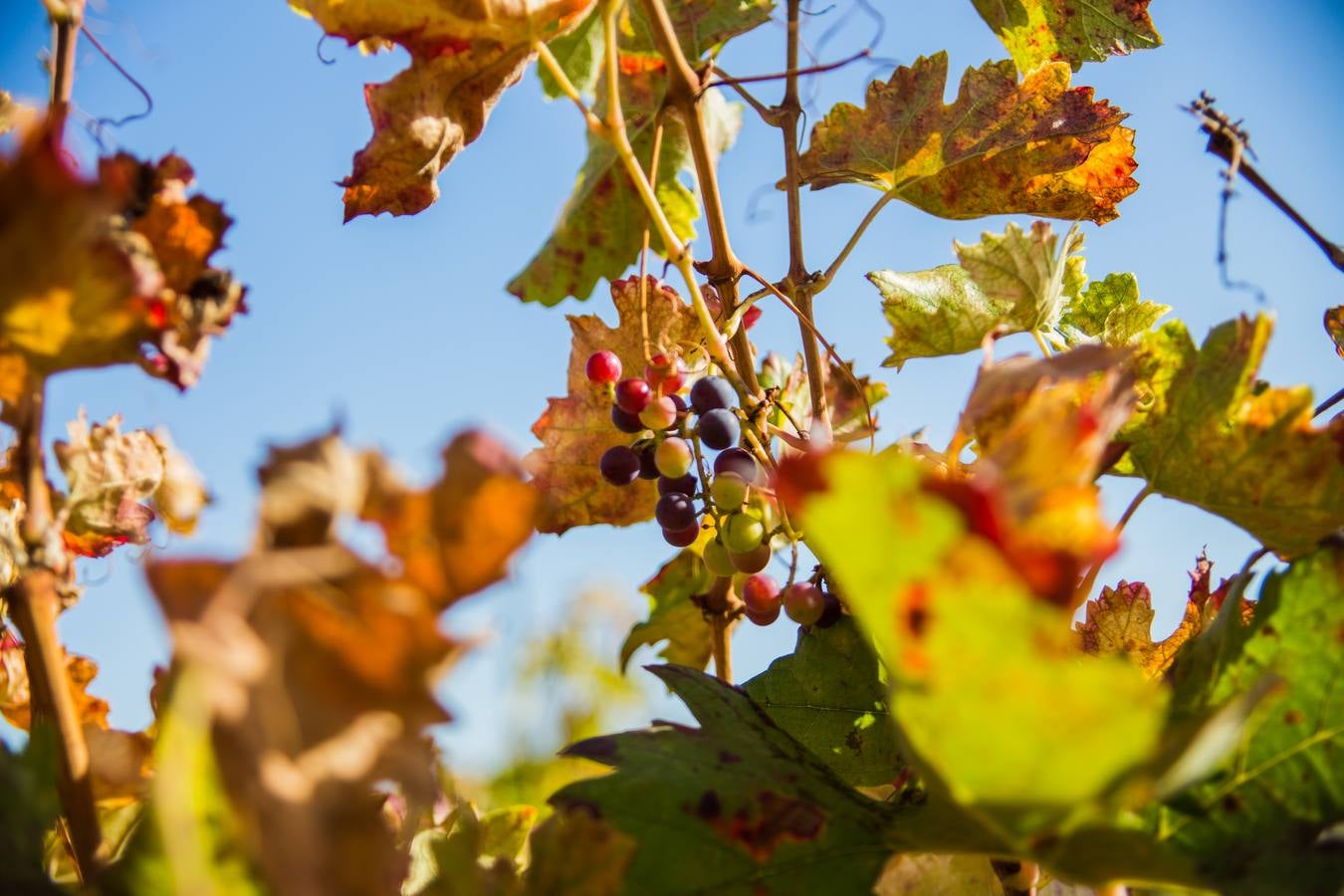 El color del otoño en los viñedos de La Rioja