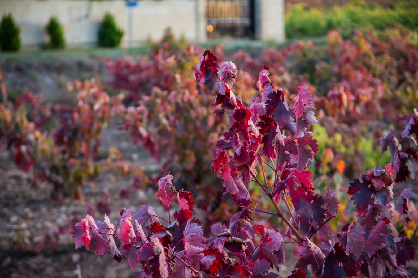 El color del otoño en los viñedos de La Rioja