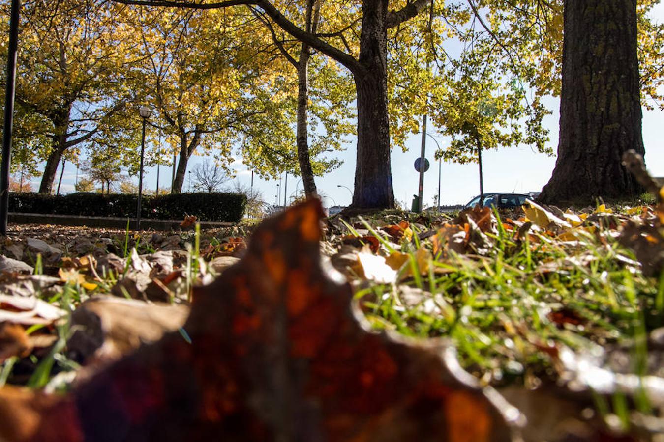 El otoño en Logroño