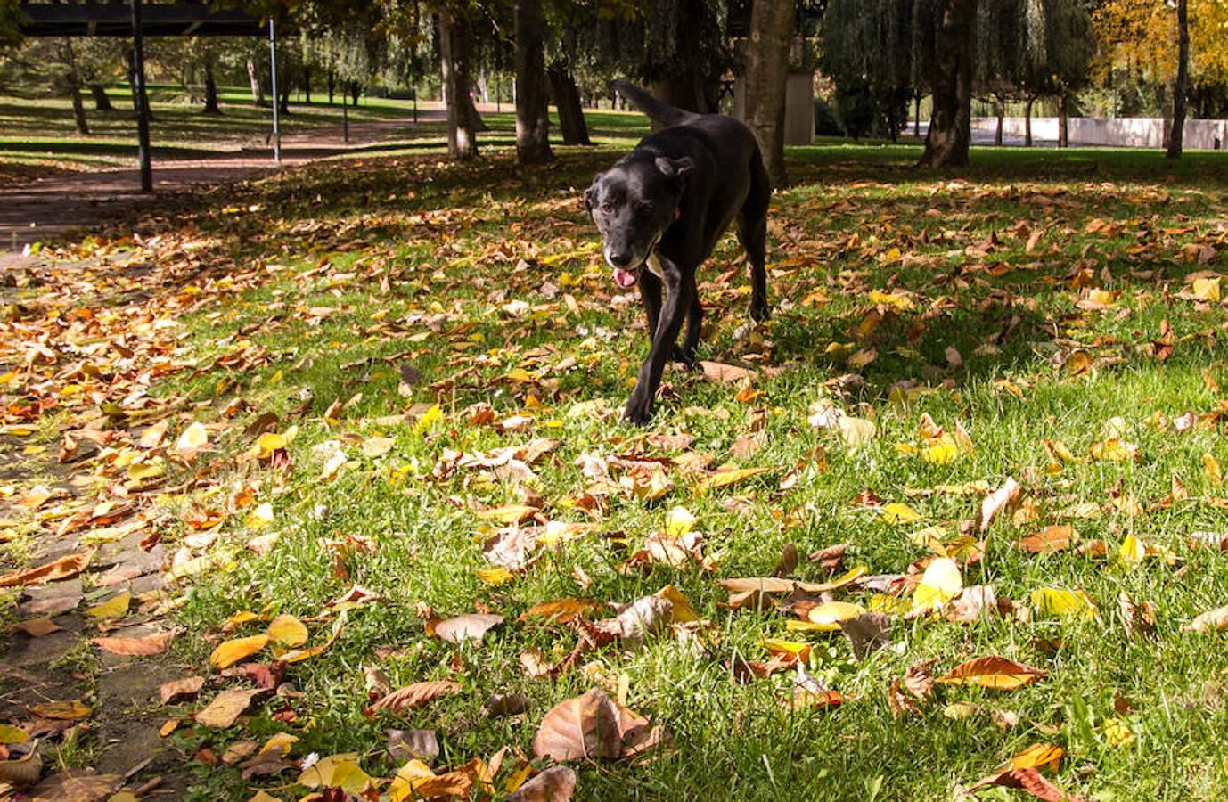 El otoño en Logroño