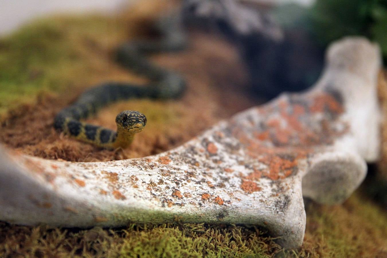 La Casa de las Ciencias expone anfibios y reptiles