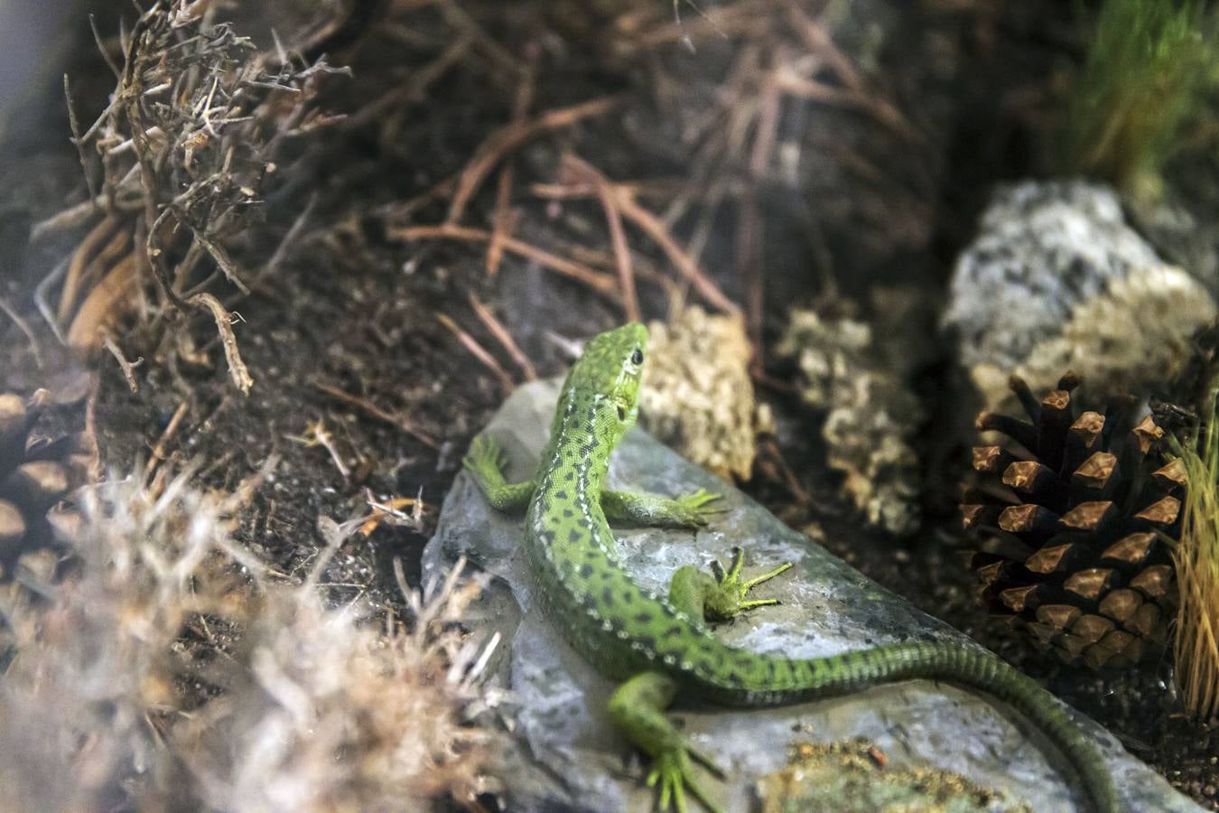 La Casa de las Ciencias expone anfibios y reptiles