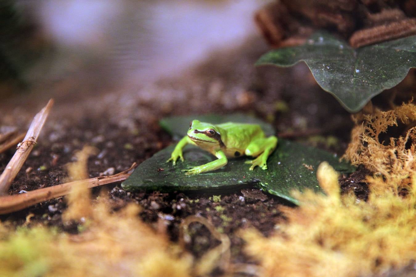 La Casa de las Ciencias expone anfibios y reptiles