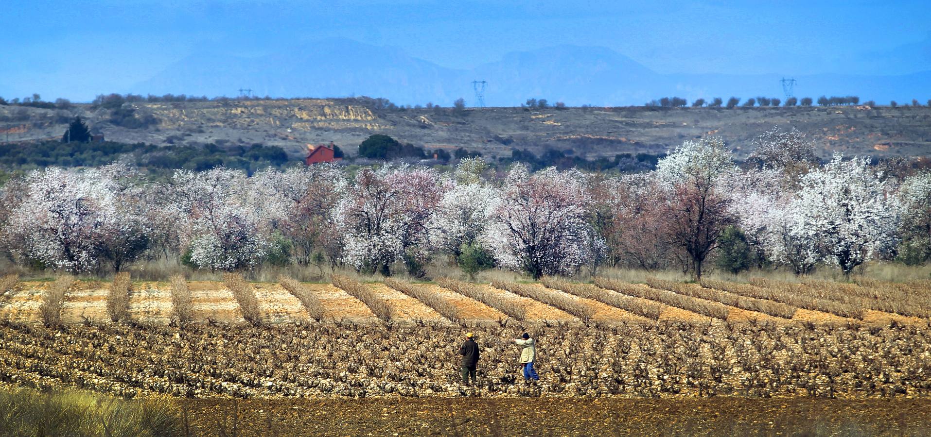 La Rioja florece