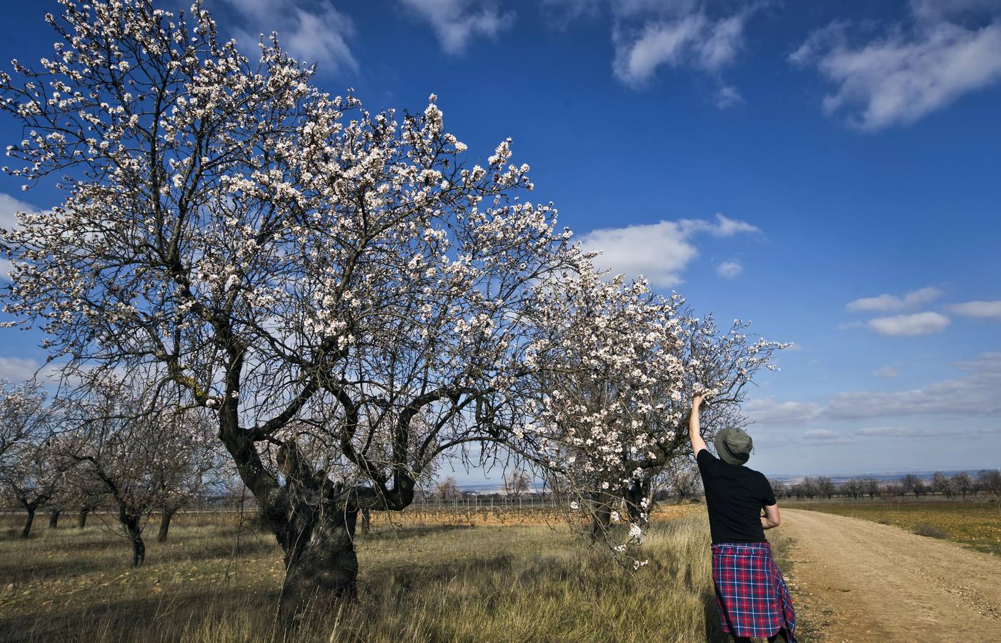 La Rioja florece