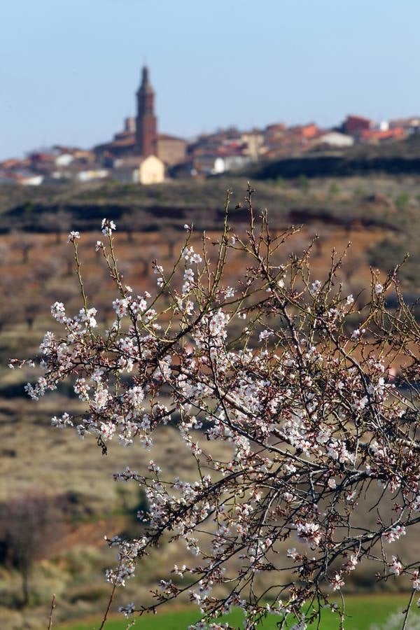 La Rioja florece