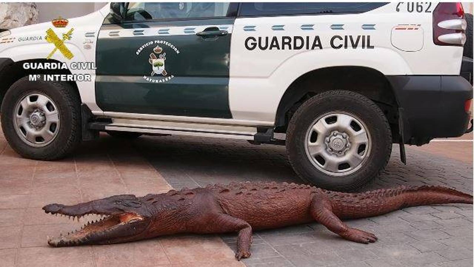 La Guardia Civil investiga a 59 personas por tráfico de especies