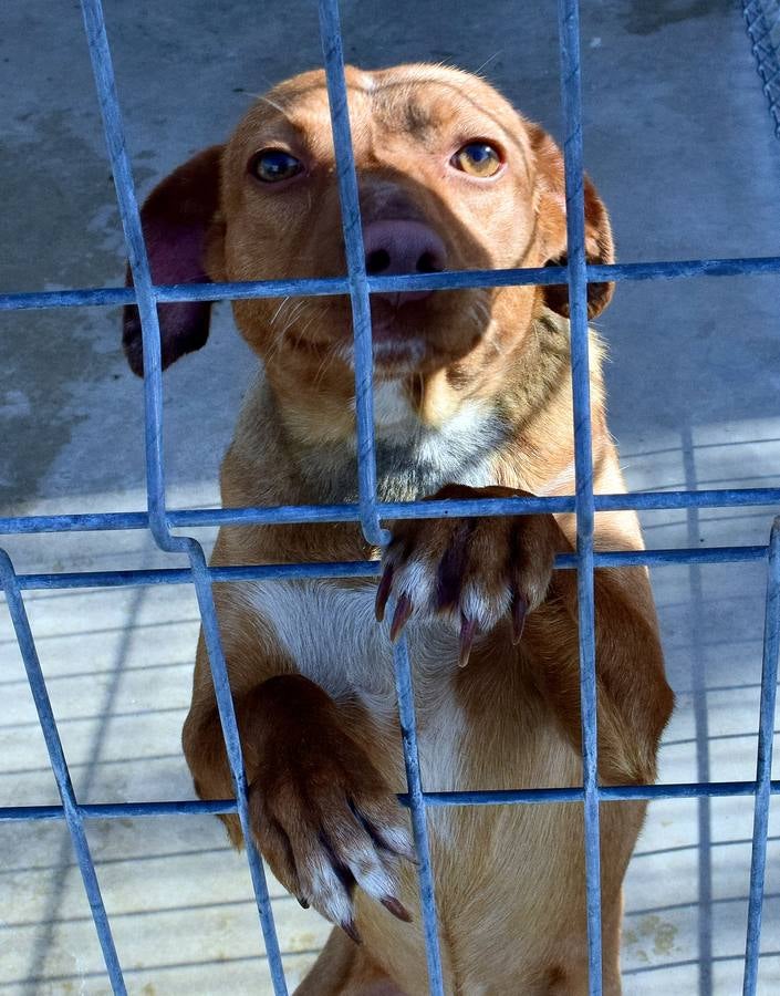 Cincuenta alumnas de Alcaste visitan el Centro de Acogida de Animales Logroño