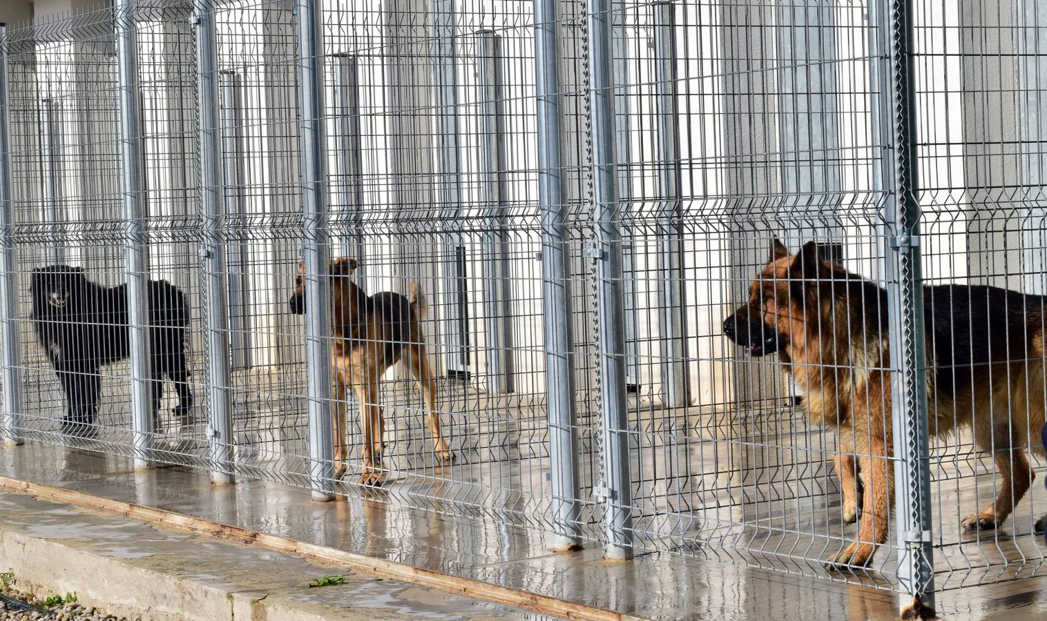 Cincuenta alumnas de Alcaste visitan el Centro de Acogida de Animales Logroño