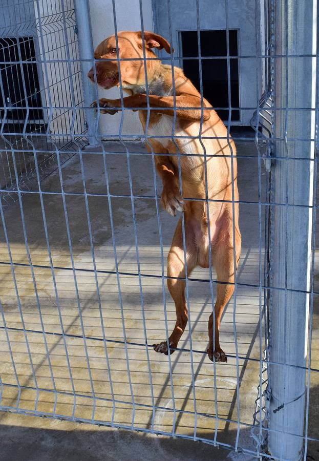 Cincuenta alumnas de Alcaste visitan el Centro de Acogida de Animales Logroño