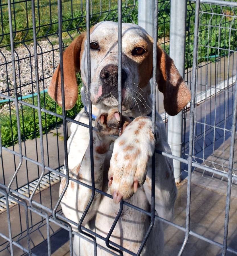 Cincuenta alumnas de Alcaste visitan el Centro de Acogida de Animales Logroño