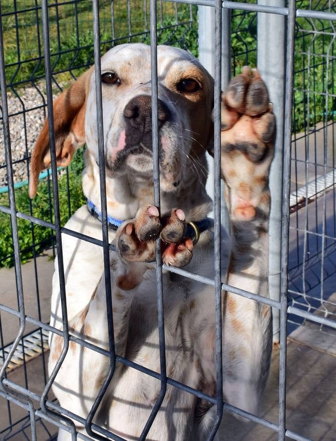 Cincuenta alumnas de Alcaste visitan el Centro de Acogida de Animales Logroño