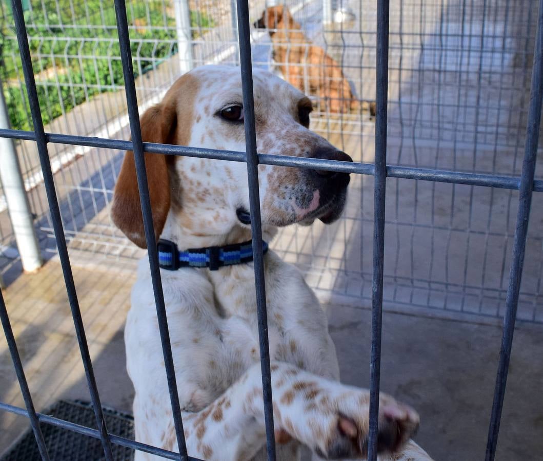 Cincuenta alumnas de Alcaste visitan el Centro de Acogida de Animales Logroño