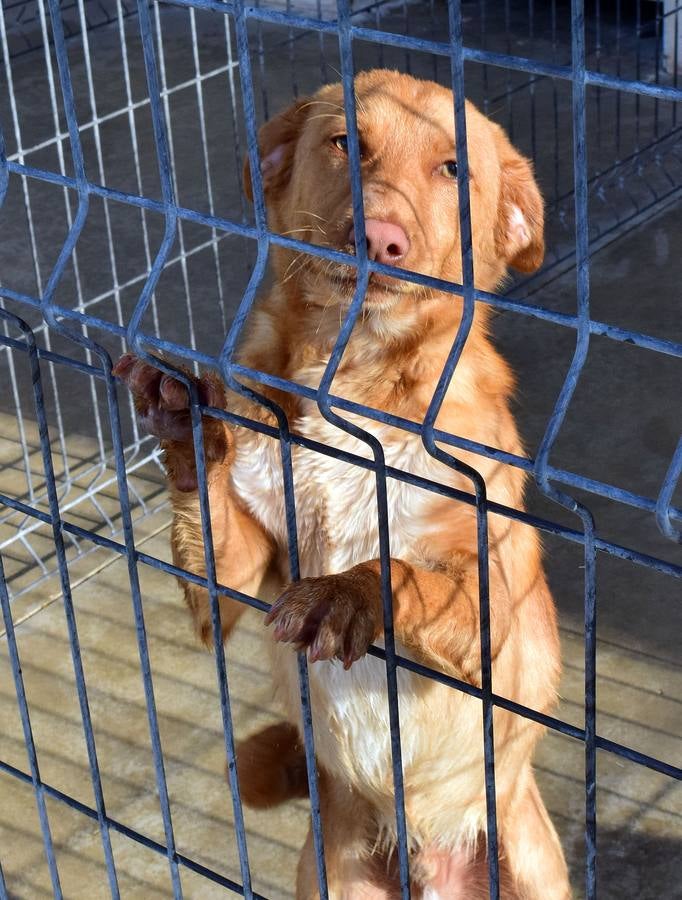 Cincuenta alumnas de Alcaste visitan el Centro de Acogida de Animales Logroño