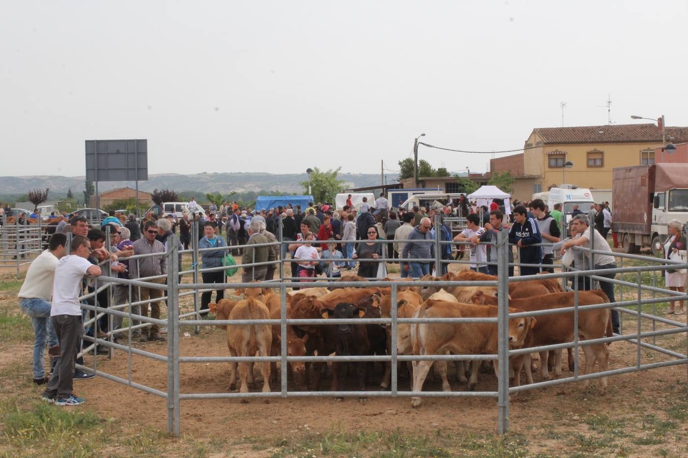 Feria de ganado en Rincón de Soto