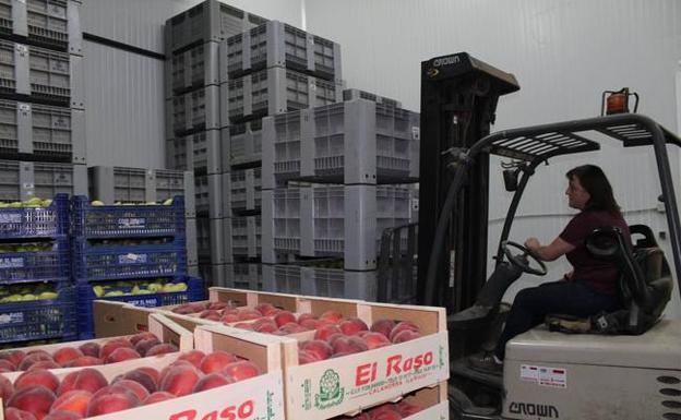 Las cámaras de las cooperativas se llenan de fruta a la espera de comprador. 