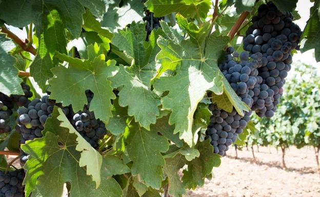 Estado actual de la maduración de uva tinta en los viñedos de Aldeanueva