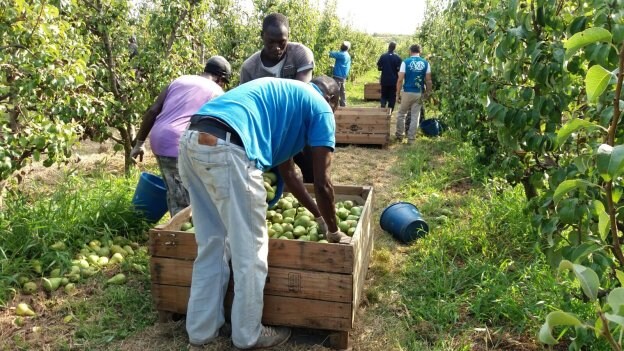 Los temporeros ya están trabajando en los campos de Rincón de Soto en la recogida de la fruta. :: m.f.