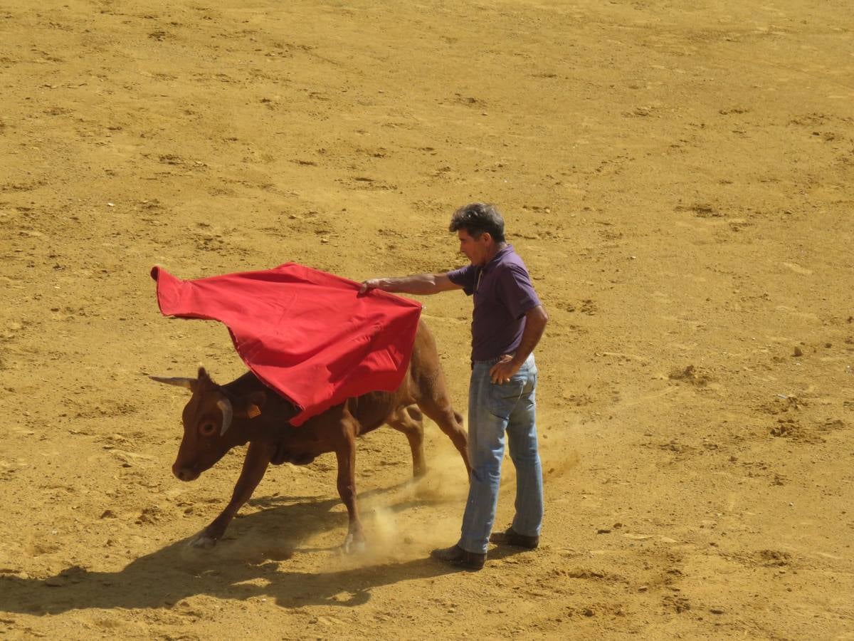 Vaquillas, comidas en cuadrilla, degustaciones, gigantes y cabezudos... un sinfín de actos en las fiestas alfareñas.