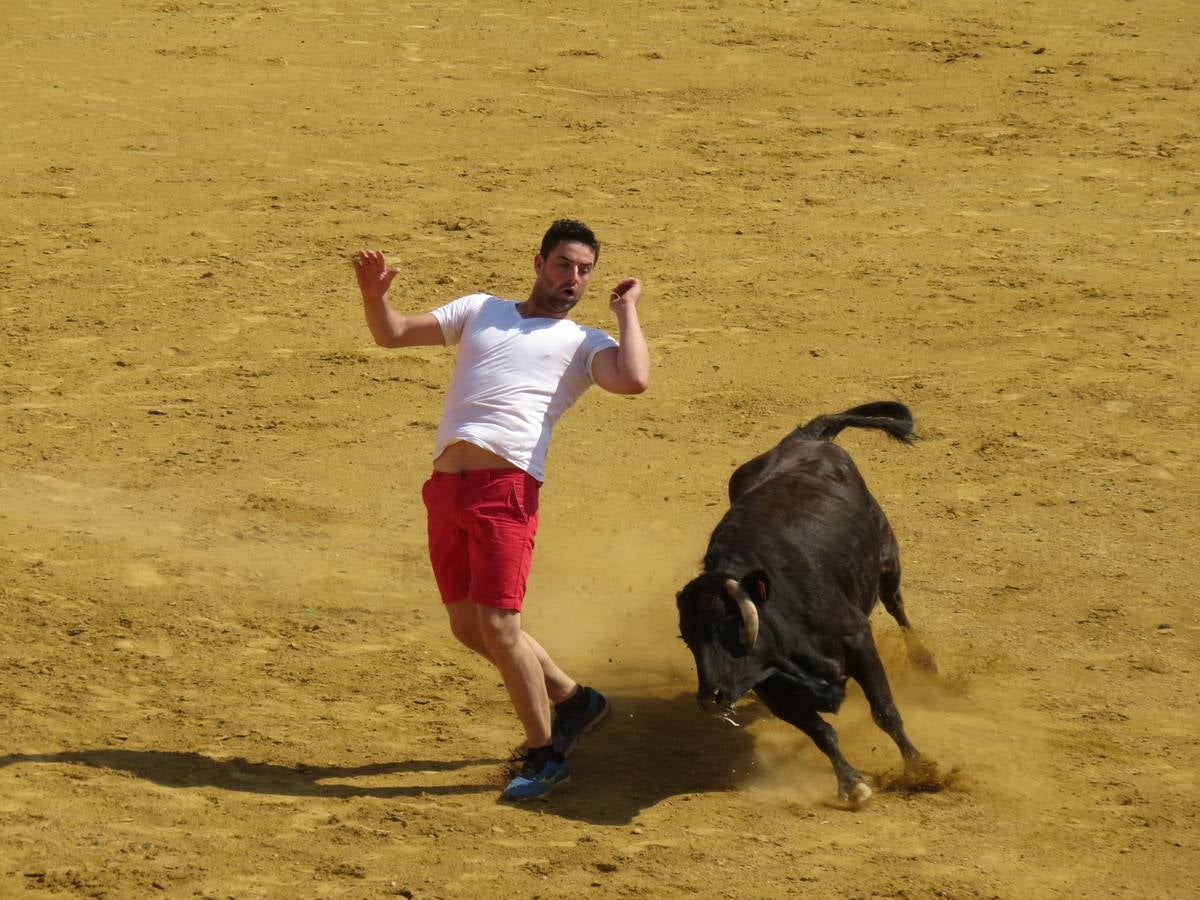 Vaquillas, comidas en cuadrilla, degustaciones, gigantes y cabezudos... un sinfín de actos en las fiestas alfareñas.