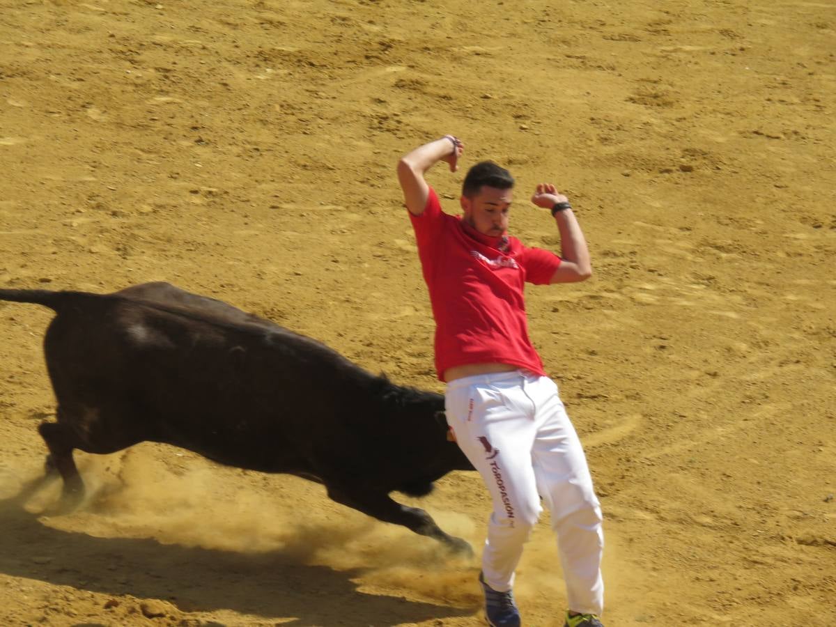 Vaquillas, comidas en cuadrilla, degustaciones, gigantes y cabezudos... un sinfín de actos en las fiestas alfareñas.