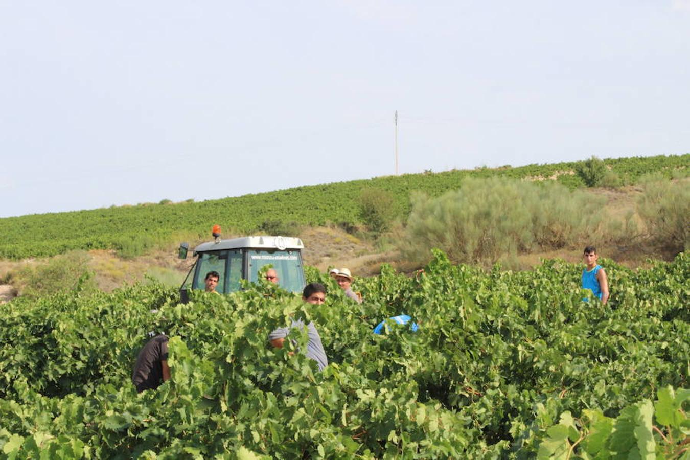 Blanca, tinta... La vendimia ha comenzado. Muy tempranera, eso sí, pero ya se ha puesto en marcha. Varias fincas de las localidades navarras del entorno de Azagra y San Adrián ya se han puesto manos a la obra. En unos casos de manera mecanizada y, en otros, a base de tijera y corquete.