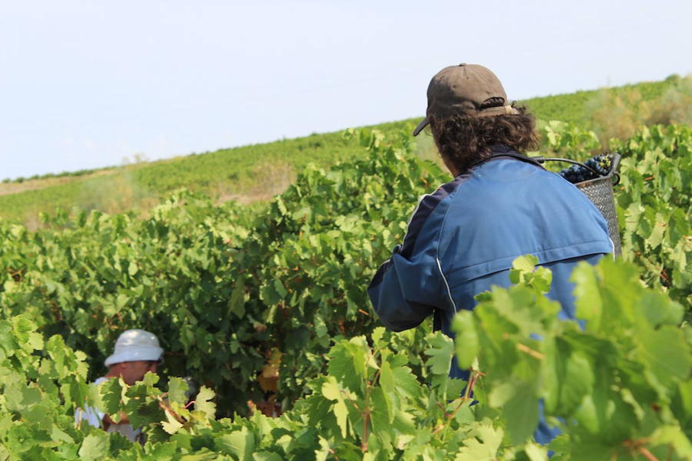 Blanca, tinta... La vendimia ha comenzado. Muy tempranera, eso sí, pero ya se ha puesto en marcha. Varias fincas de las localidades navarras del entorno de Azagra y San Adrián ya se han puesto manos a la obra. En unos casos de manera mecanizada y, en otros, a base de tijera y corquete.