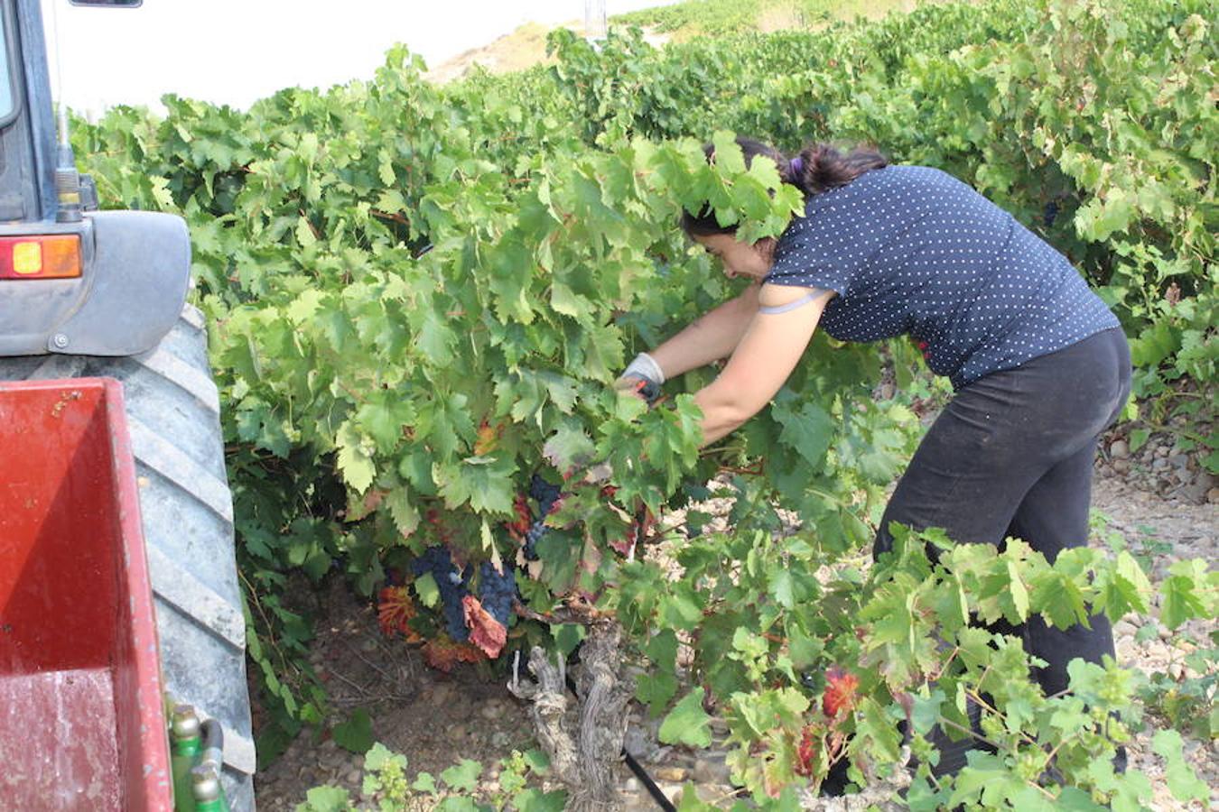 Blanca, tinta... La vendimia ha comenzado. Muy tempranera, eso sí, pero ya se ha puesto en marcha. Varias fincas de las localidades navarras del entorno de Azagra y San Adrián ya se han puesto manos a la obra. En unos casos de manera mecanizada y, en otros, a base de tijera y corquete.